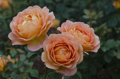 Close-up of rose blooming outdoors