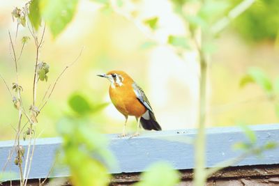 Close-up of bird perching on a land