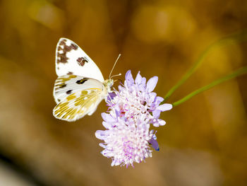 Close-up of butterfly pollinating on flower