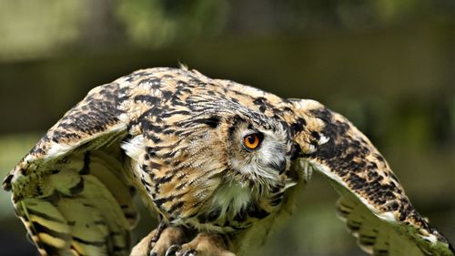 Close-up of eagle