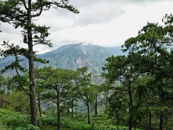 Trees in forest against sky