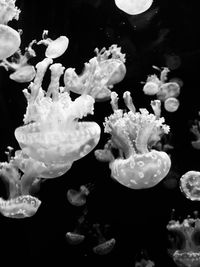 Close-up of jellyfish swimming in aquarium