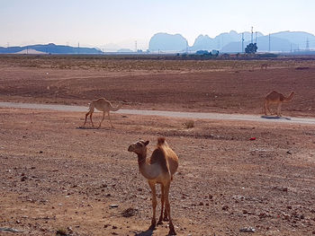 View of a horse on field