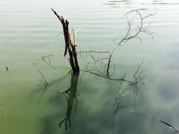 Close-up of lizard on lake