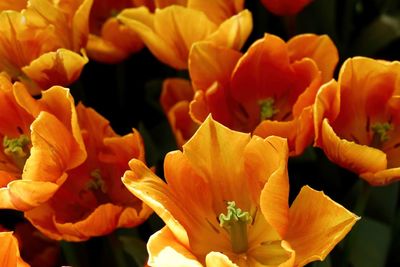 Close-up of yellow flower