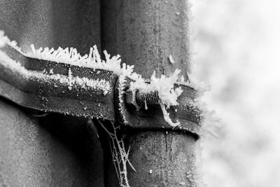 Close-up of horse on snow