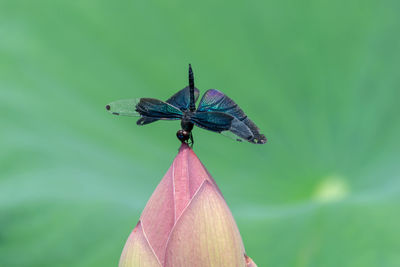 Close-up of butterfly on flower