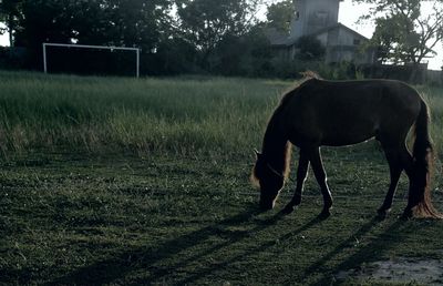 Horse standing on field against sky