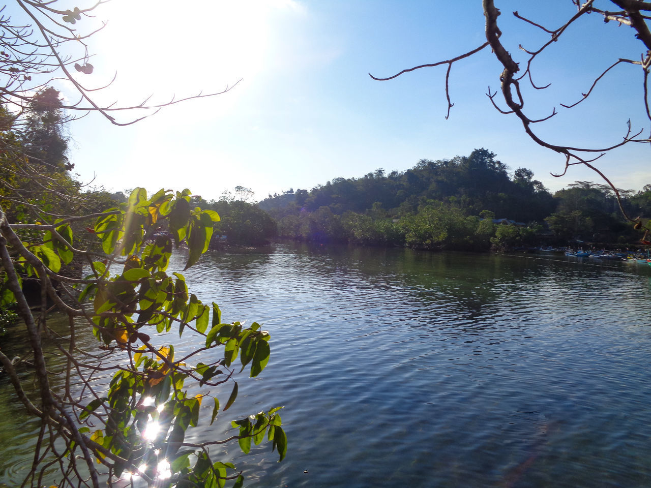 PLANTS BY LAKE AGAINST SKY