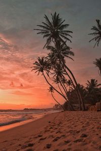 Palm trees on beach against sky during sunset