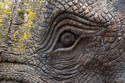 Close-up of elephant