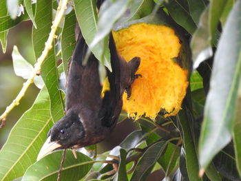 Close-up of butterfly on yellow flower