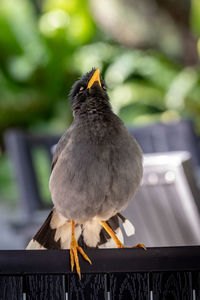 Close-up of bird perching on railing