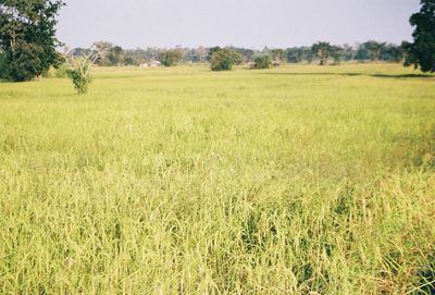 Scenic view of field against clear sky
