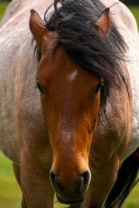 Close-up of horse