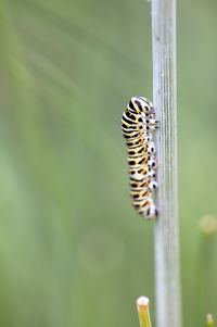 Close-up of butterfly