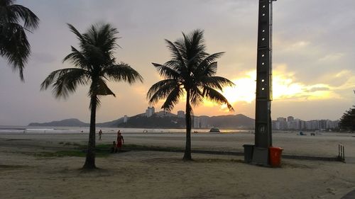 Palm trees on beach