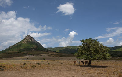 Scenic view of field and horses against sky