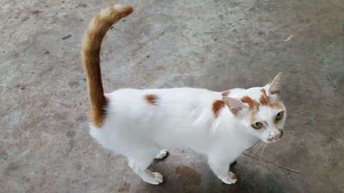 High angle view of cat outdoors