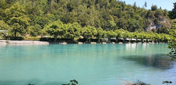 Scenic view of lake in forest