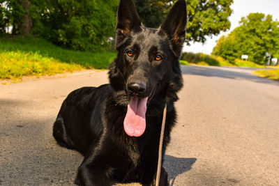 Portrait of dog sticking out tongue