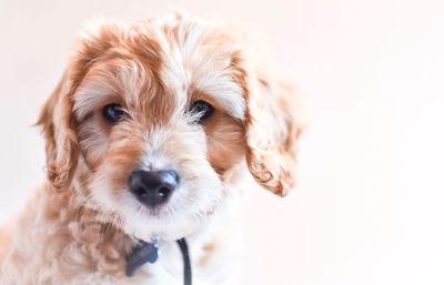 Close-up portrait of dog