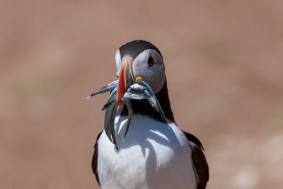 Close-up of bird carrying fishes in mouth