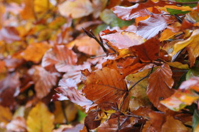 Close-up of maple leaves