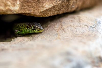 Close-up of lizard on rock