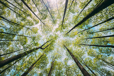 Low angle view of palm trees in forest