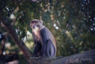 Monkey sitting on tree