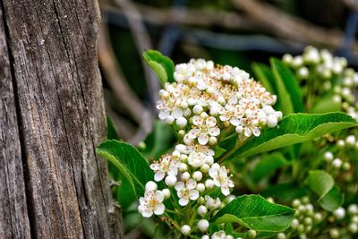 Close-up of white flowers blooming on tree