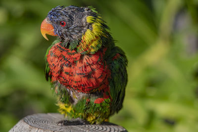 Rainbow lorikeet closeup showing molting of head feathers and body