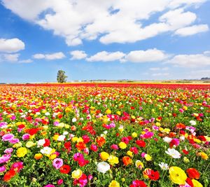 Scenic view of flowering plants on field against sky