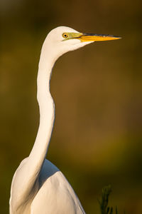 Close-up of a bird