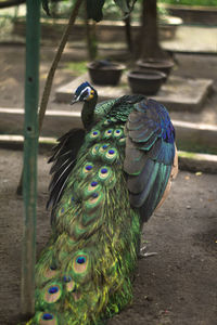 Close-up of peacock