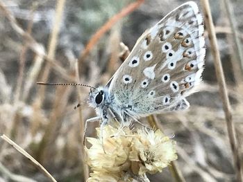 Close-up of butterfly on flower