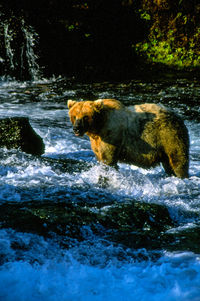 Brown bear crossing river