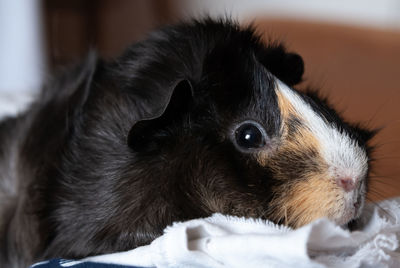 Guinea pig resting portrait 