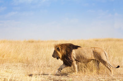 Side view of a horse on field