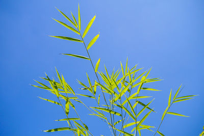 Low angle view of plant against clear blue sky