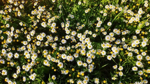 White flowering plants in bloom