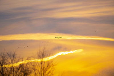 Silhouette of birds flying against orange sky