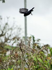 Close-up of bird flying against sky