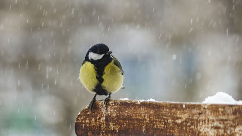 Bird in a forest during rainy season