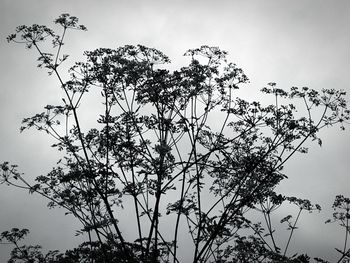 Low angle view of flowering plant against sky