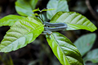 Close-up of fresh green leaves on plant