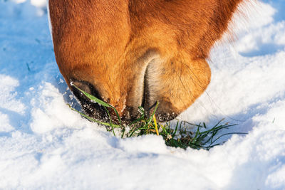 Close-up of a dog in snow