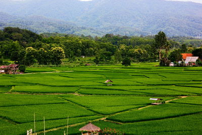 High angle view of green landscape