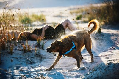 View of dog in water during winter